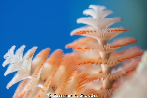 Christmas tree worms with wide-open aperture.  I first ph... by Susannah H. Snowden 